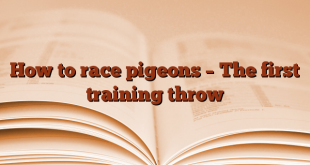 How to race pigeons – The first training throw