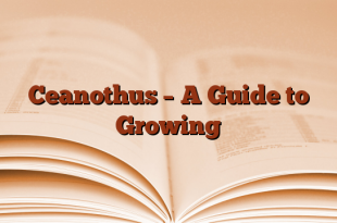Ceanothus – A Guide to Growing