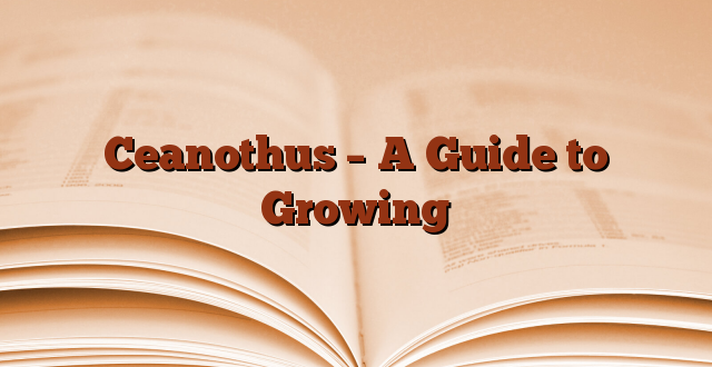 Ceanothus – A Guide to Growing