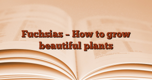 Fuchsias – How to grow beautiful plants